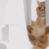 chillin emote