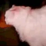EddieMeow emote