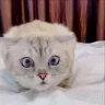catEyes emote