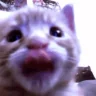 fuh emote