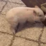 pigTornado emote