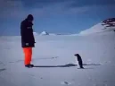 Penguinn emote
