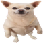 widedog