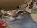 Orm emote