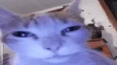 puh emote