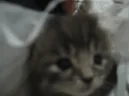 kuh emote