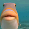 FISH emote
