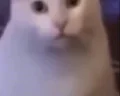 cathuh emote