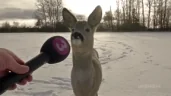 mads emote