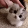pats emote