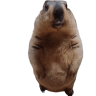 met4Marmot emote