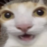 bro emote