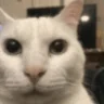 Aware emote