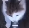 !noob7 emote