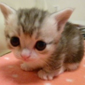 mi emote