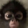 suk emote