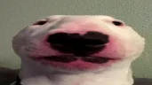 jeepers emote