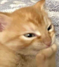 Ayno emote
