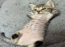 nonchalant emote
