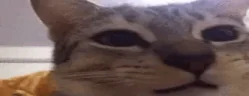 aagaa emote