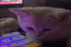 despair emote