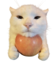 appleCat emote