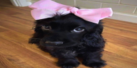 inocentpuppy emote
