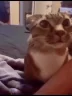 catAsk emote
