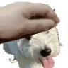 PETTHELEO emote