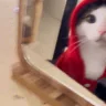 plomfi emote