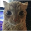 stare