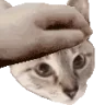 PETTHESIMBA emote