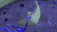 MOONLEPSY