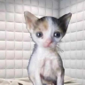 camizolementioned emote