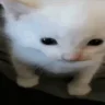 catExplosion emote