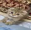 Chmok emote