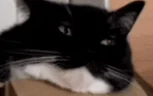 chill emote