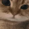 rar emote