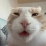 xuh emote