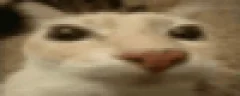 intro emote