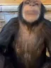 dada emote