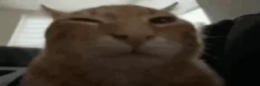 widebuh emote