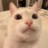 zuh emote