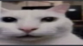 widereaction emote
