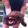 Bark emote