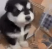 Howl emote