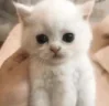 cot emote