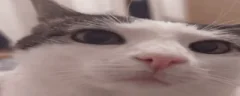 plank emote