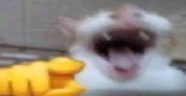 WAJAJA emote