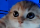 HAPPEY emote
